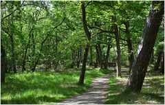 Brücke im Wald