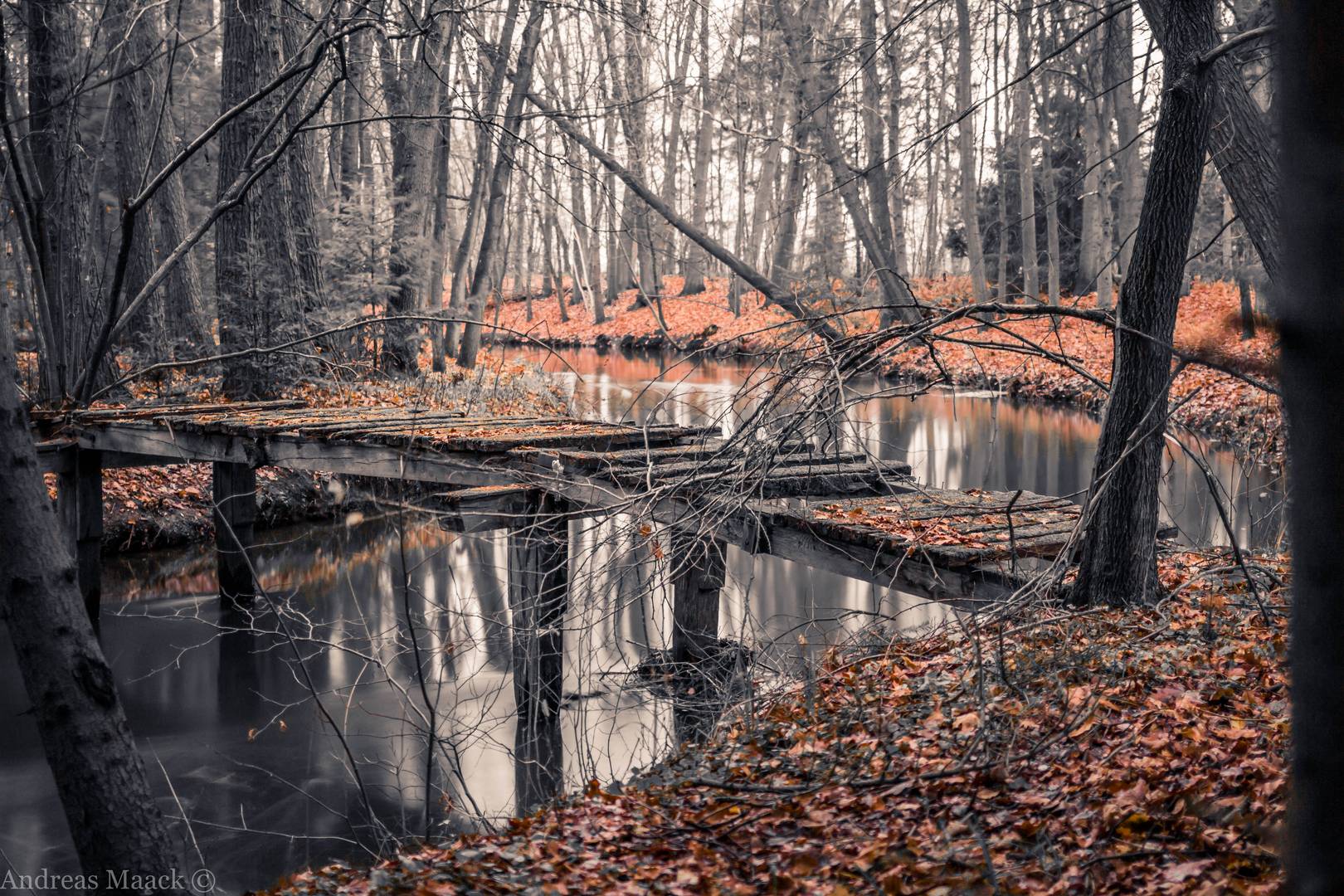 Brücke im Wald