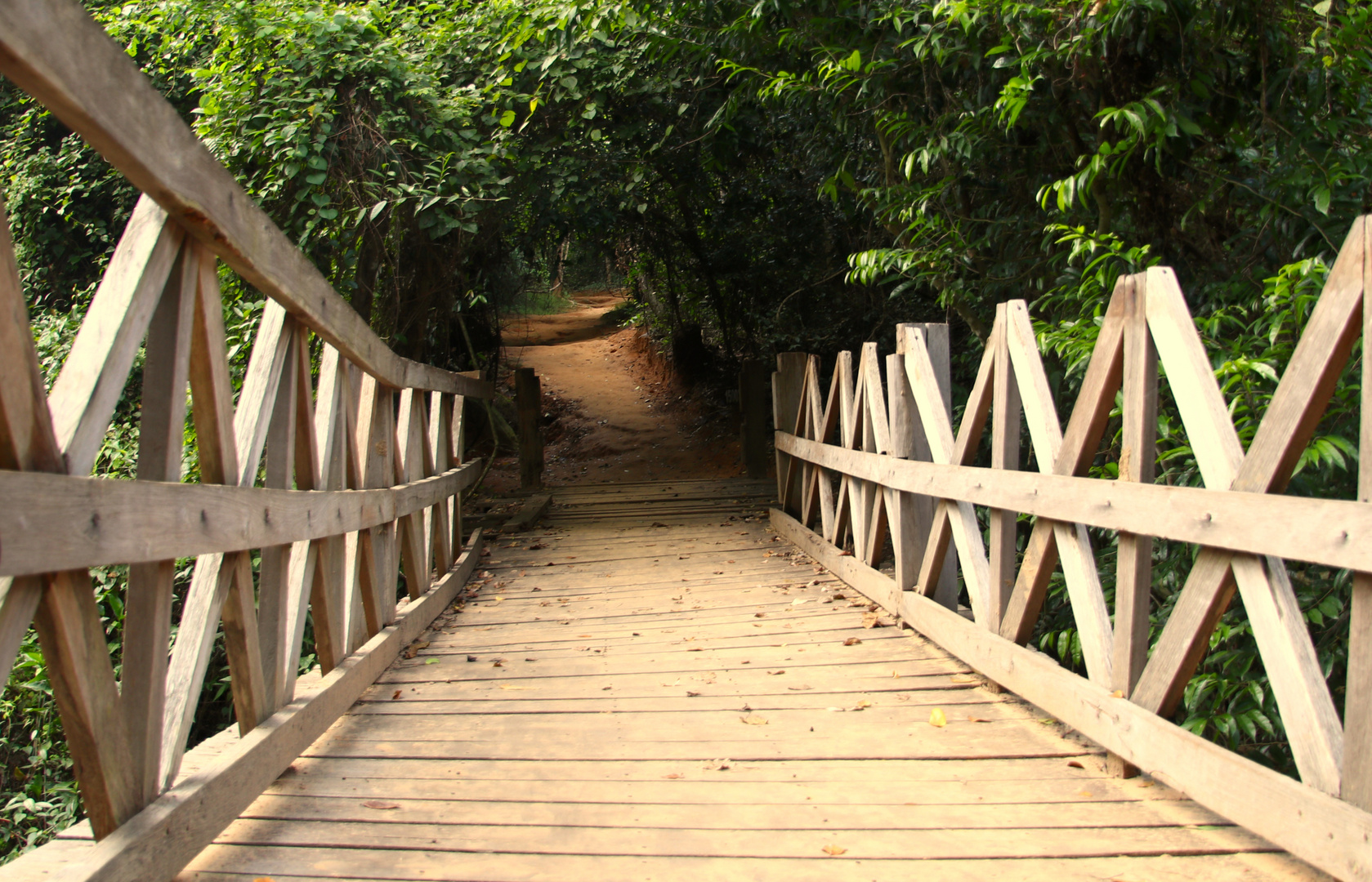 Brücke in den Dschungel