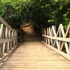 Brücke in den Dschungel