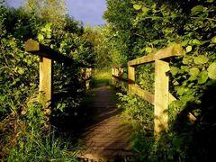 Brücke in die Wildnis im Abendlicht