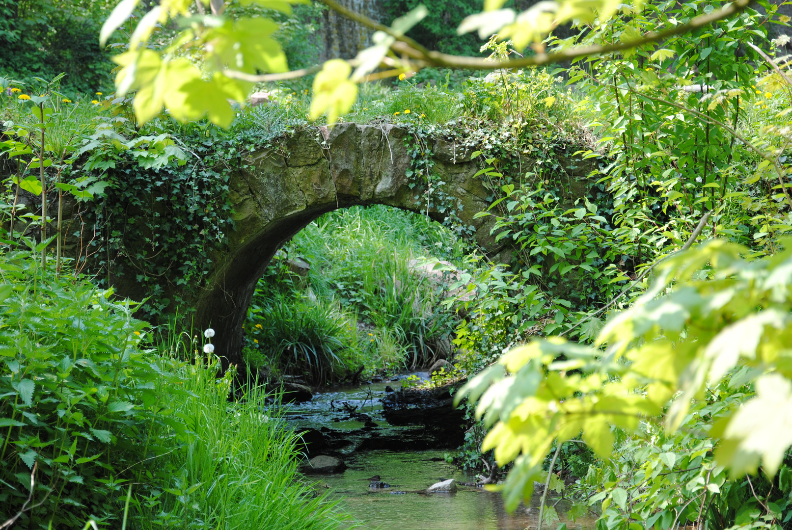 Brücke mit Efeu