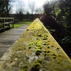 Brücke mit Moos