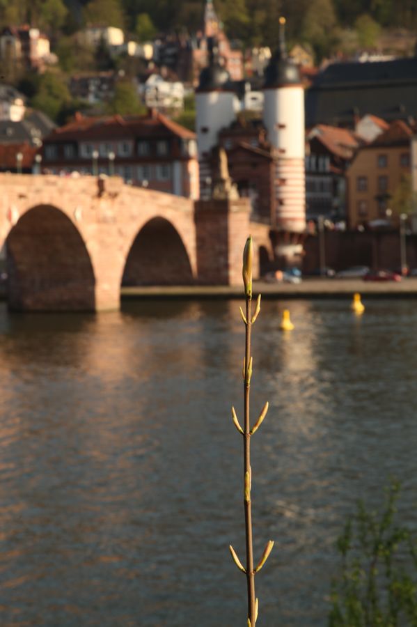 Brücke vor dem Schloß