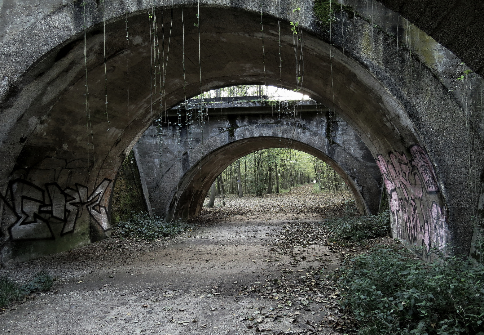 Brücken im Wald