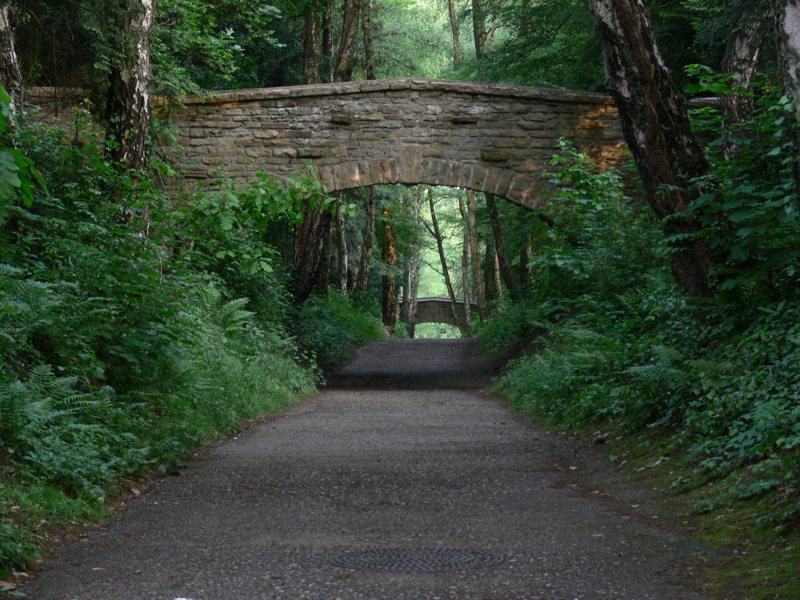 Brücken im Wald