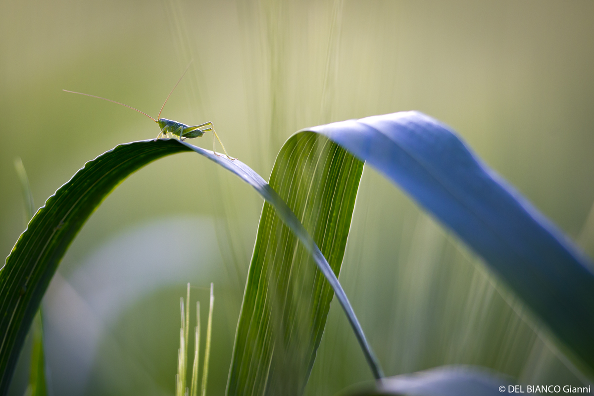 Brücken in der Natur