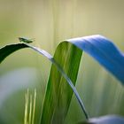 Brücken in der Natur