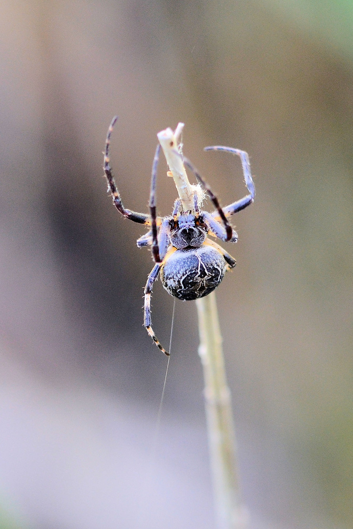 Brückenkreuzspinne 