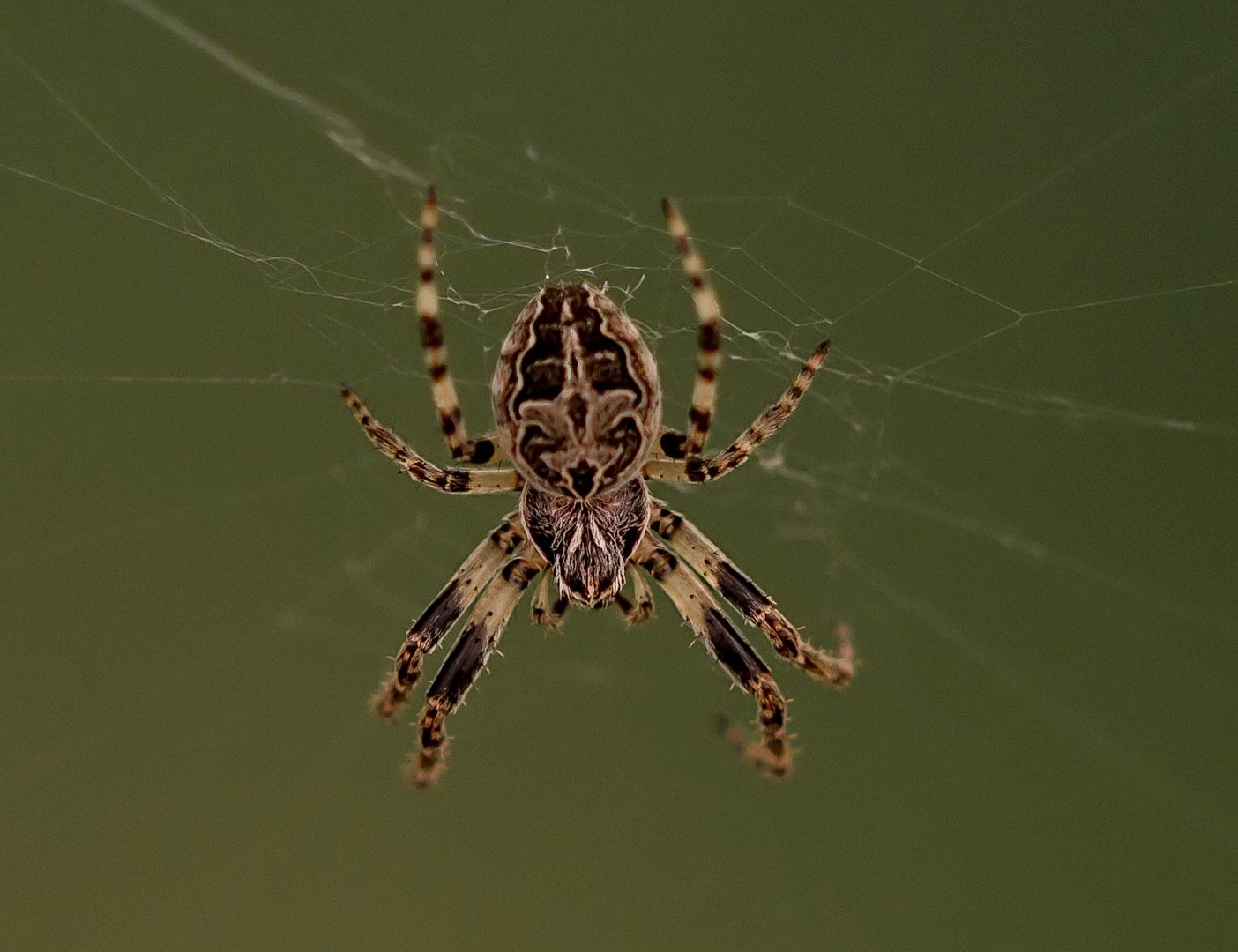 Brückenkreuzspinne Foto & Bild tiere, wildlife, spinnen Bilder auf