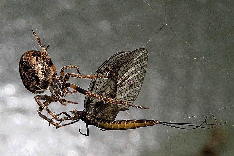 Brückenkreuzspinne fängt Eintagsfliege