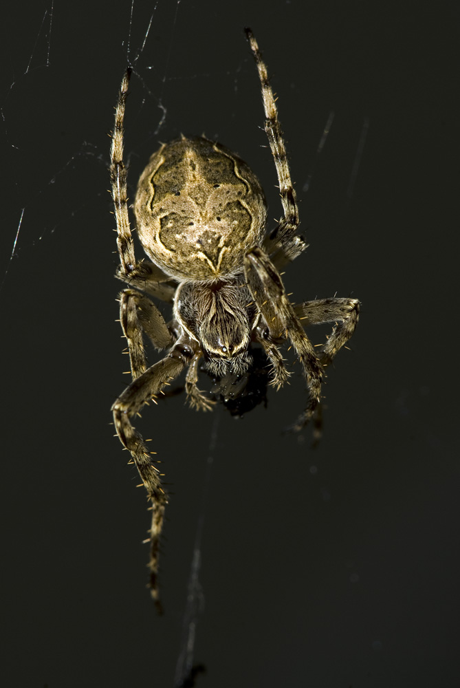 Brückenkreuzspinne (Larinioides sclopetarius) bei der Mahlzeit