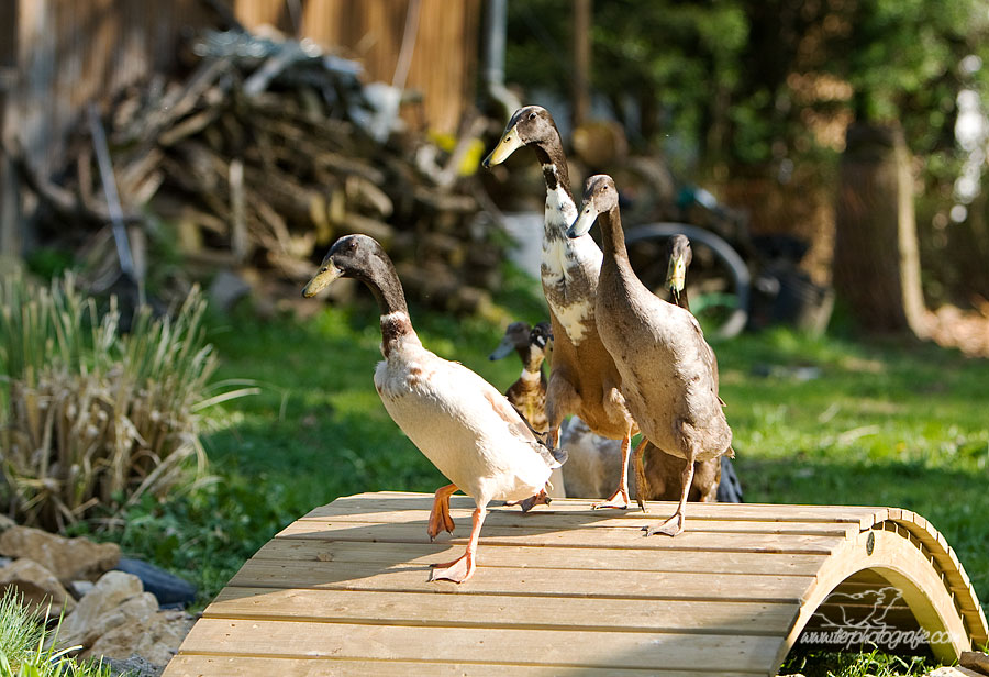 Brückenläufer