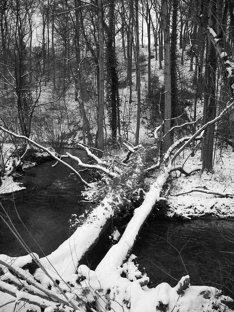 Brückenschlag im Winterwald
