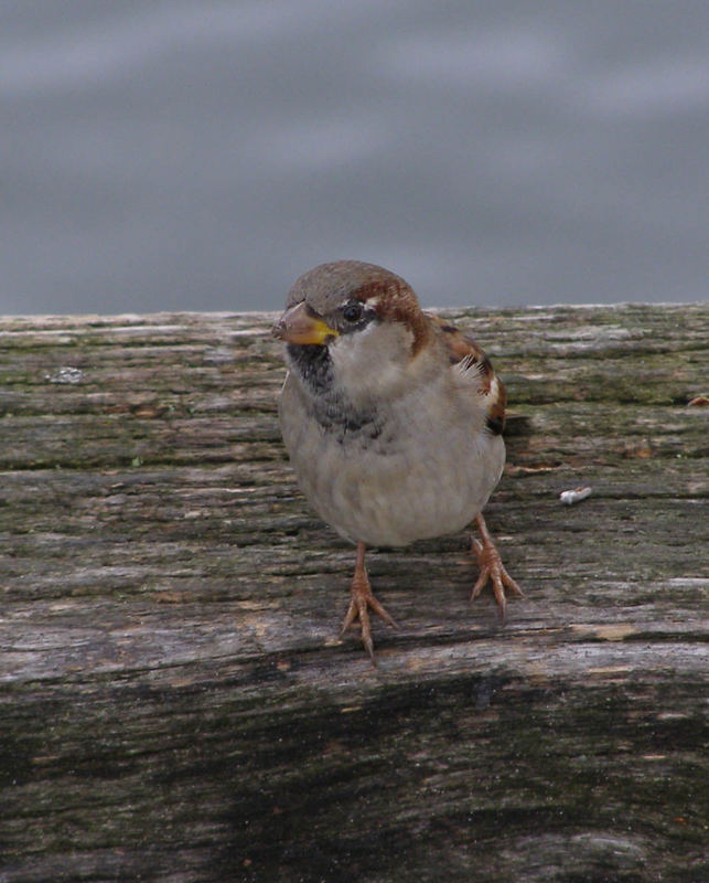 BrückenSpatz in2D