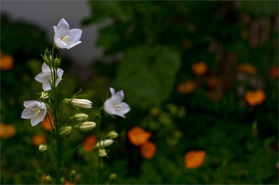 Brückentagsblümchen