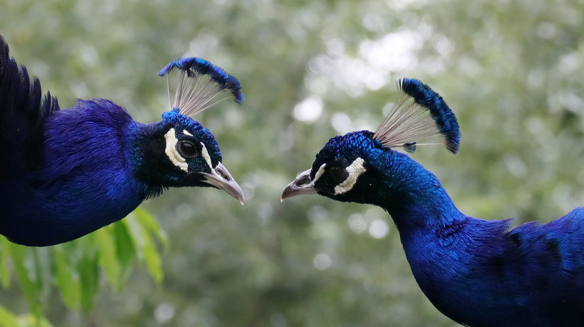 Brüder Foto & Bild fotos, tiere, vögel Bilder auf