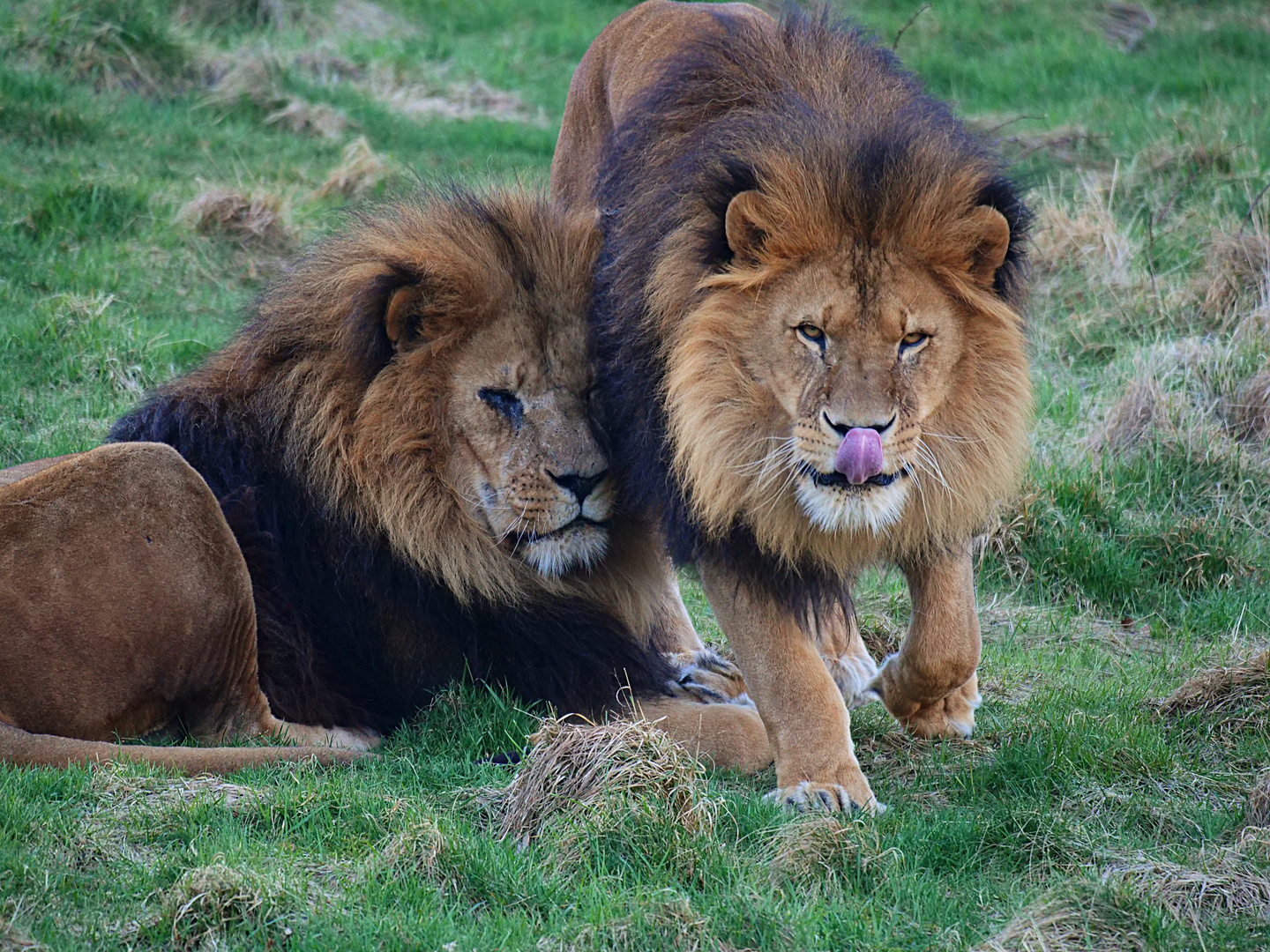 Brüder-Duo im Grünen Zoo Wuppertal