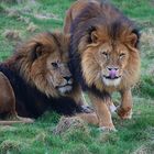 Brüder-Duo im Grünen Zoo Wuppertal