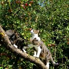 Brüder im Baum