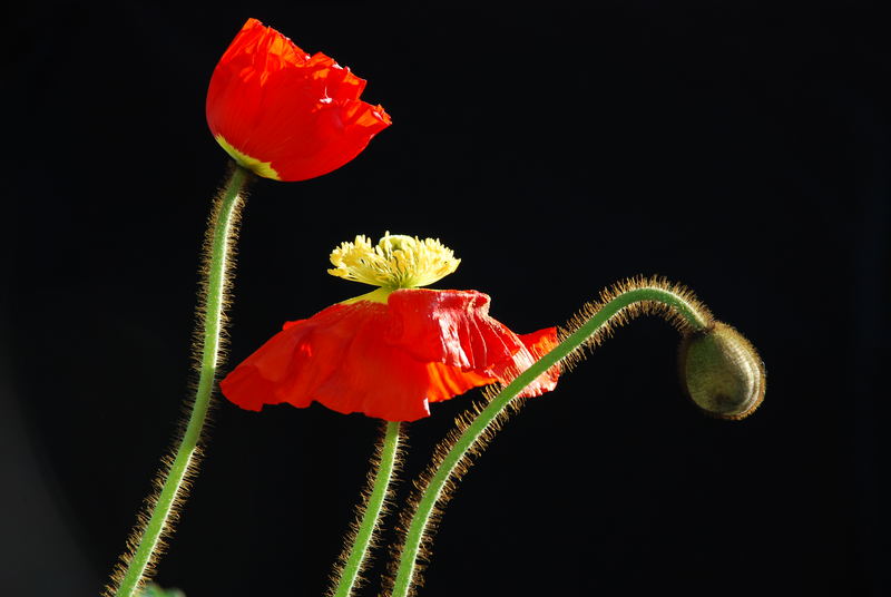 Brüder Mohn