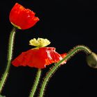 Brüder Mohn