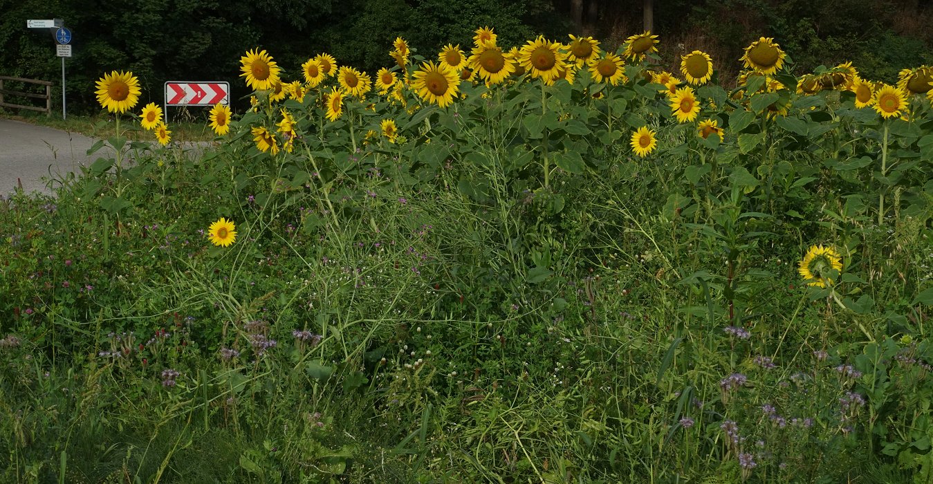 Brüder zur Sonne