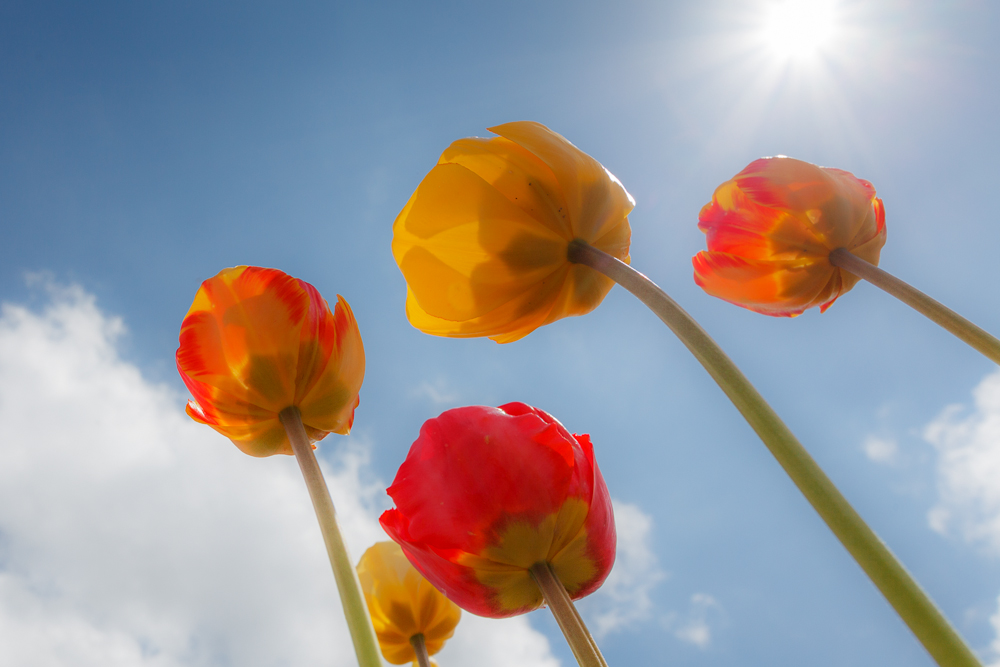 Brüder, zur Sonne, zur Freiheit....