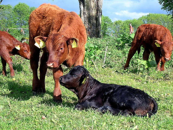 Brüderchen & Schwesterchen