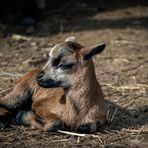 Brüderchen, Schwesterchen