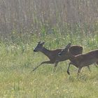 Brüderchen u. Schwesterchen