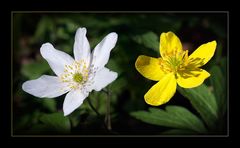 Brüderchen und Schwesterchen