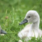 Brüderchen und Schwesterchen?