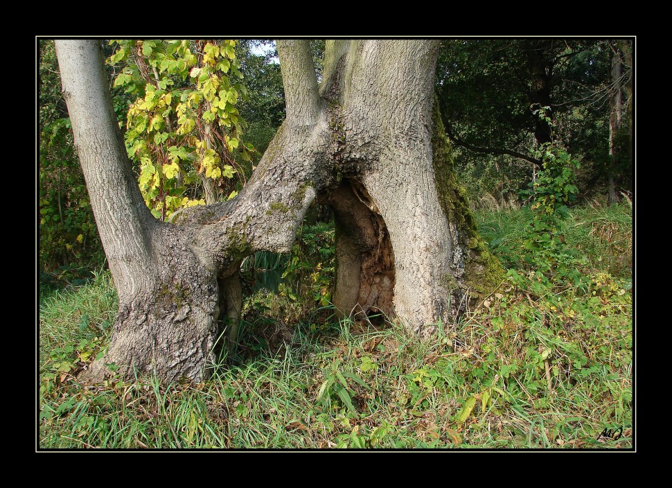 Brüderchen und Schwesterchen