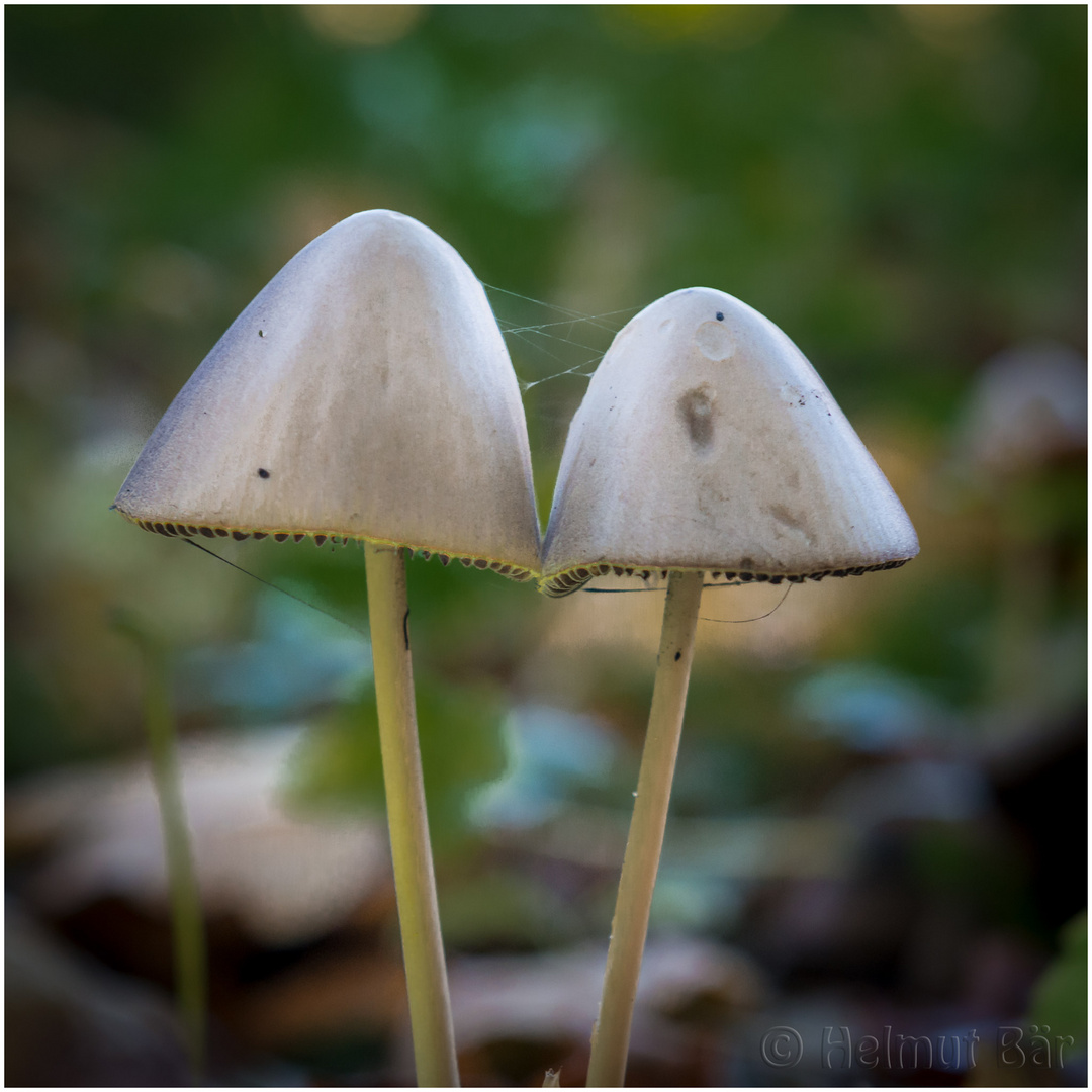 Brüderchen und Schwesterchen