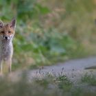 Brüderchen und Schwesterchen