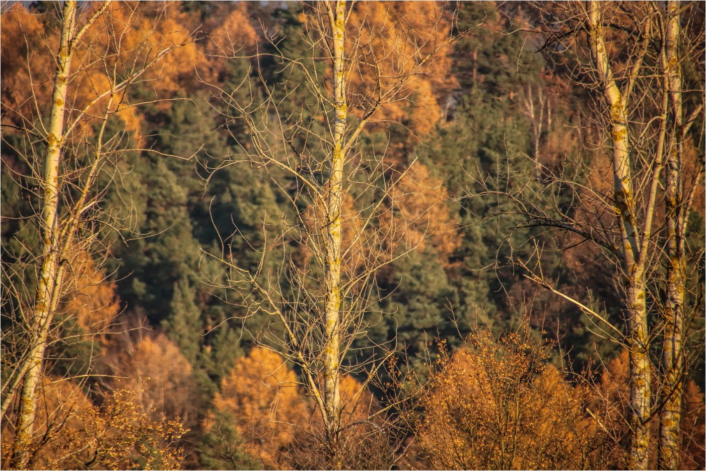 Brüderlich wie ein Wald (1)