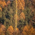 Brüderlich wie ein Wald (1)