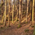 Brüderlich wie ein Wald