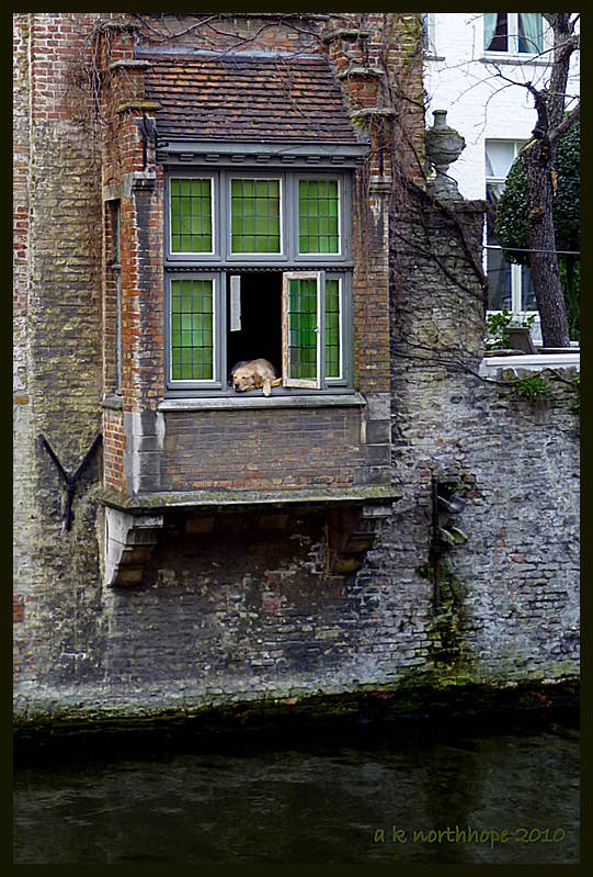 Brügge - Hund im Fenster/ Hondje in Brugge, Häuser am Kanal