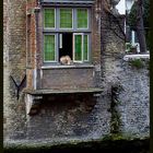 Brügge - Hund im Fenster/ Hondje in Brugge, Häuser am Kanal