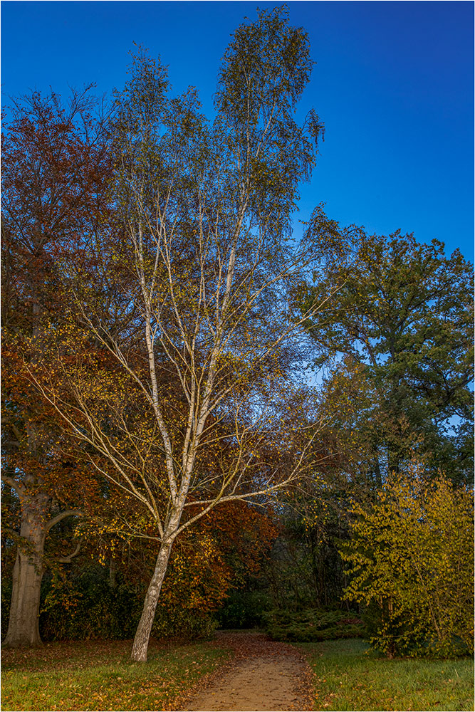 Brühlerbaum