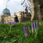 Brühlsche Terasse/Dresden im Frühling