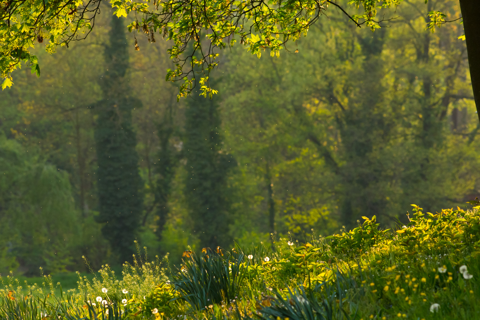 Brühlwiese im Frühling