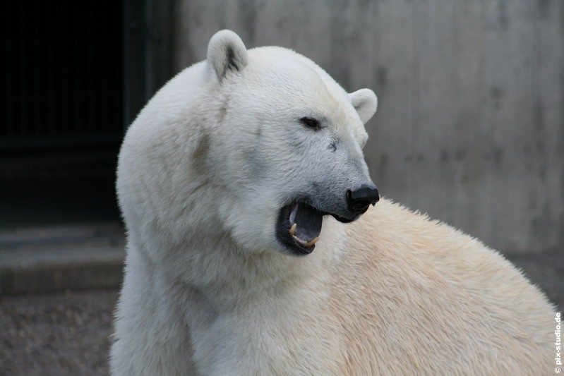 Brüll Eisbär, brüll...