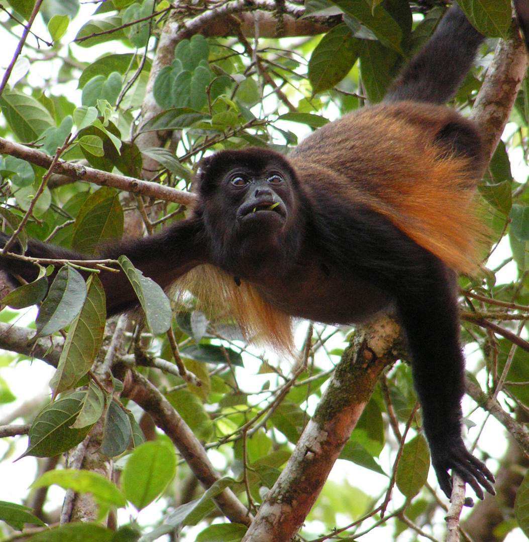 Brüllaffe auf Costa Rica