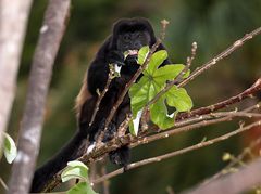 Brüllaffe , Costa Rica