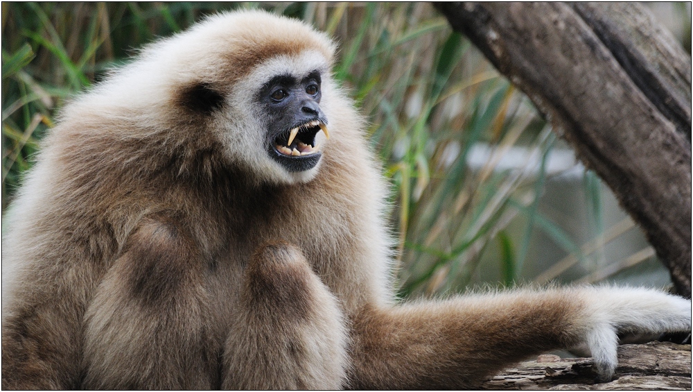 Brüllaffe Foto & Bild tiere, zoo, wildpark & falknerei