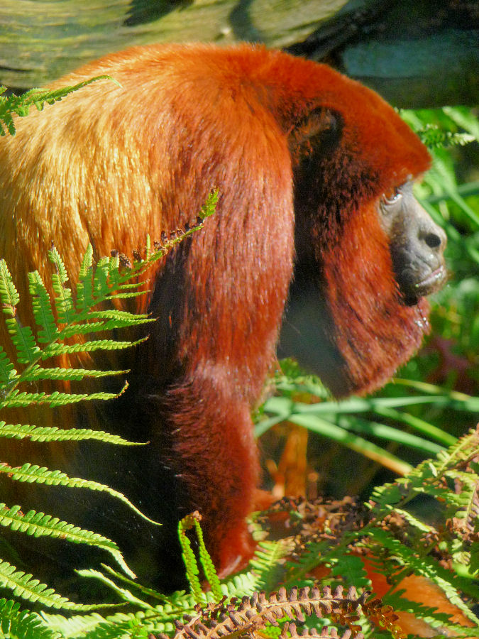 Brüllaffe im Kölner Zoo