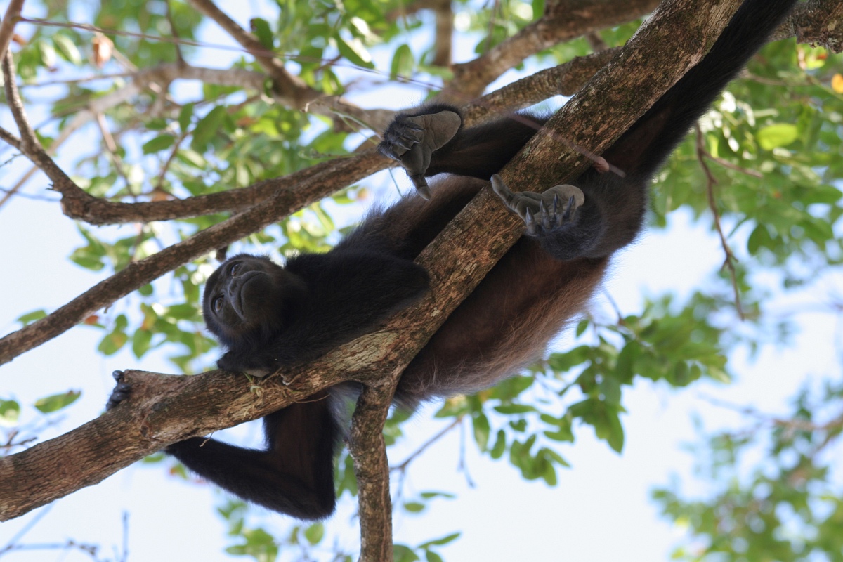 Brüllaffe in Costa Rica